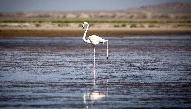 International wetlands in Iran-min